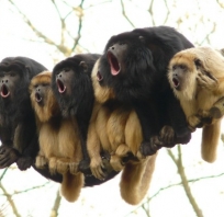 małpy, śmieszne, humor, zoo