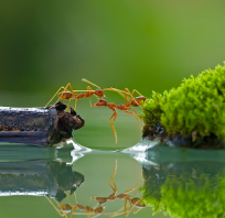przyroda, mrówki, natura, pomoc, zieleń, woda, przyjaźń