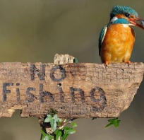 ptak, ryba, zwierze, zakaz