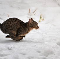 kot, biegnie, ruch, śmieszne, bury, śnieg, natura