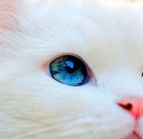 kot, biały, niebieskie, oczy, niebieskooki, puszek, śmieszny, kochany, ładny