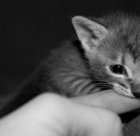 kotek, słodki, koteczek, piękny, uroczy, maluśki, mały kotek, kot, love, miłość