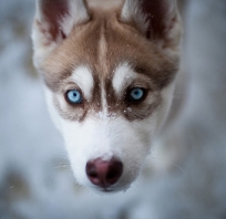 pies, niebieskie oczy, husky, piękny, piesek