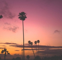 palma, widok, zachód, słońce, kalifornia 