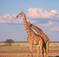 żyrafy, zwierzęta, natura, afryka, zdjęcie, fotografia