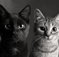 Czarny, czarno-biały, Koty, Hipster, fotografia, vintage 