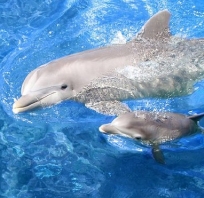 delfiny, zdjęcie, fotografia, woda, piękne, ssaki,