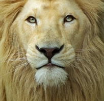 lew, zwierze, obrazki, król, dżungla,