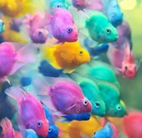ryby, natura, kolorowe, akwarium, kolorki, tęcza, przyroda, ryba