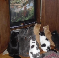 koty, duże, kolorowe, telewizja, oglądanie, wspólne, śmieszne