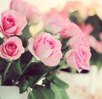 róże, różowe, piękne, romantyczne, ponadczasowe, kwiaty, kolce