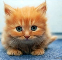 zwierze, kot, koteczek, rudy kot, niebieskie oczy, rudzielec, 