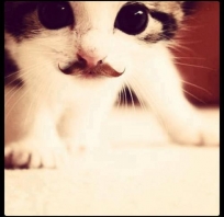Śmieszny kot z wąsami. Bardzo wyraziste oczy.