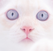 kot, piękny, biały kot, oczy, niebieskie oczy, pastelowy kot