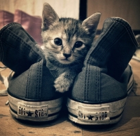 Czy wasze koty też kochają bawić się w waszych butach. Kot i trampki.