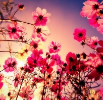 kwiaty, piękne, wiosna, lato, kolory