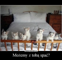 śmieszne, kotki, spanie, demotywator, super, słodkie, słodkie koteczki, fotografia, foto, zdjęcie