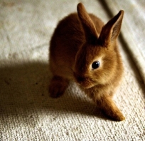 Malutki króliczek miniaturka o rudym kolorze, fajna fotka.