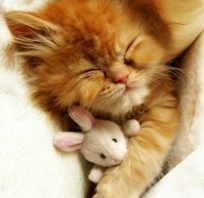 Zdjęcie kota śpiącego z małą myszką. Piękny pers, słodki i uroczy ;)