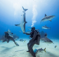 Niesamowite zdjęcie pod wodą. Rekin z płetwonurkiem. Niesamowita głębia oceanu, niesamowite zdjęcie!!