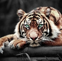 tygrys, zwierze, piękny, oczy, groźny