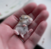 Maleńka myszka śpiąca na dłoni.