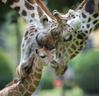 żyrafa, zwierzęta, miłość, love, dziecko, rodzinka
