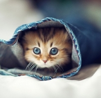 kotek, słodki, śmieszne, niebieskie, oczy, zdjęcie, fotografia, piękny