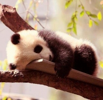 Miś panda na drzewie, przepiękny biało czanrny
