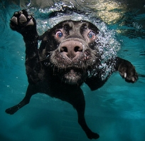 pies, pod wodą, czarny