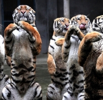 Dancing tigers :)