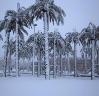 śnieg, palmy, zdjęcie, fotografia