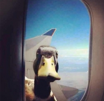 nie ma jak kaczka za oknem samolotu