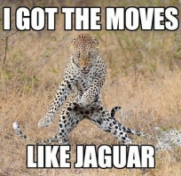 zwierze, śmieszne, jaguar, humor
