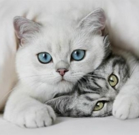 kot, koty, niebieskie oczy, biały, bury