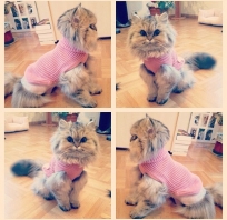 Nie ma jak ubrać kota w różowy sweterek