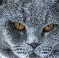 kot, rosyjski, pomarańczowe, oczy, piękny,