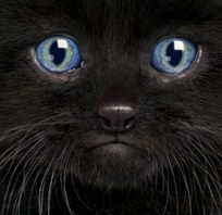 czarny, kot, niebieskie, oczy, smutny, kot
