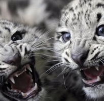 Śliczne, Snow leopard, Zwierzęta, Piękna