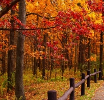 liście, drzewa, krajobraz, zdjęcie, jesień, inspiracje
