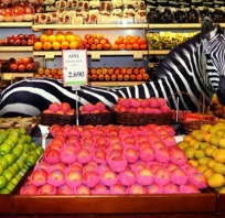 zebra, sklep, zwierze, kolory, fotografia, piękne