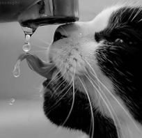 kot, kotecze, fotografia, woda, pije, słodki, czarno, białe, czarno białe