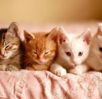 kotki, koteczki, malutkie, milutkie, kolorowe, śpiące, słodkie