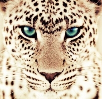 Przepiękny gepard o zielonych oczach!