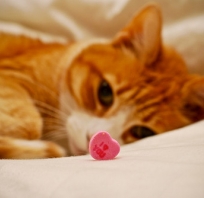 kot, słodki, kocham cię, love, miłość, tabletka, rudy kot, zdjęcie, fotografia