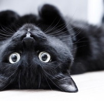 Fajny czarny kot z duuużymi oczami!