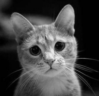 Zdjęcie zasmuconego kota, duże wpatrzone oczy.