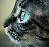 kot, oczy, niebieskie
