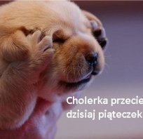 Cholerka :)