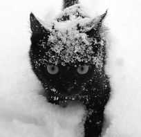 kot, kotek, czarny, słodki, śnieg, 